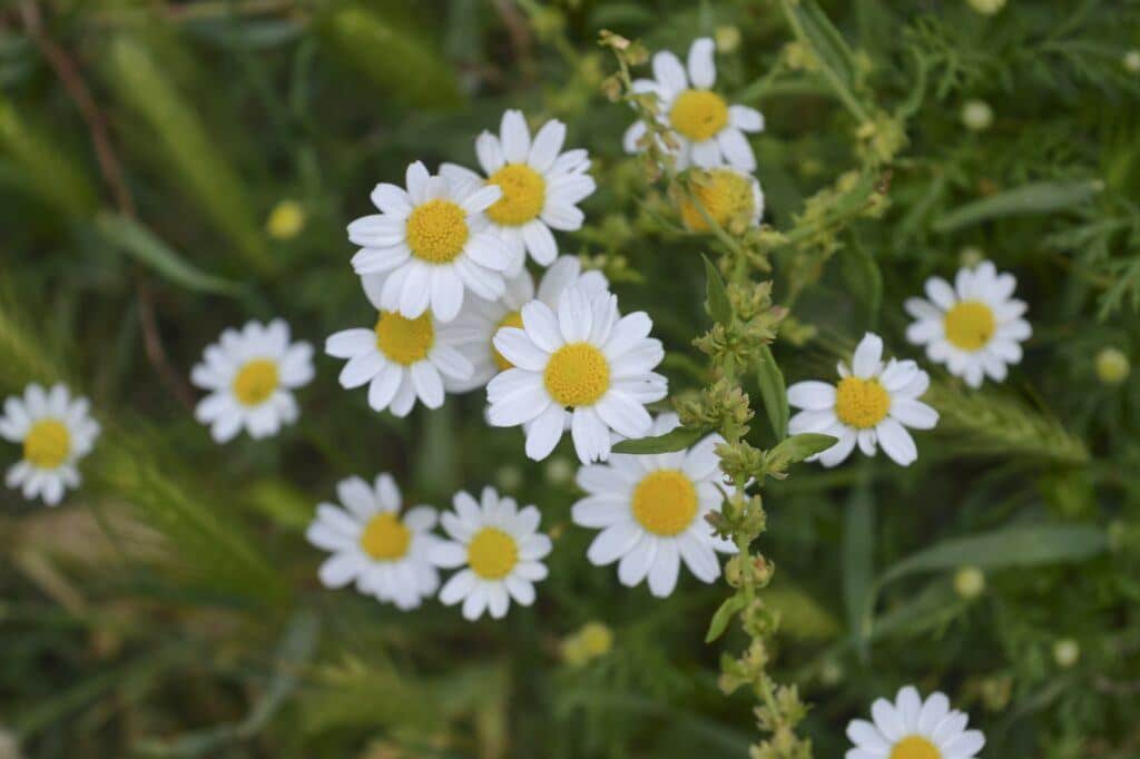 Hundskamille (Anthemis)