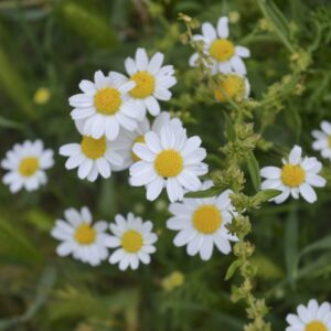 Hundskamille (Anthemis)