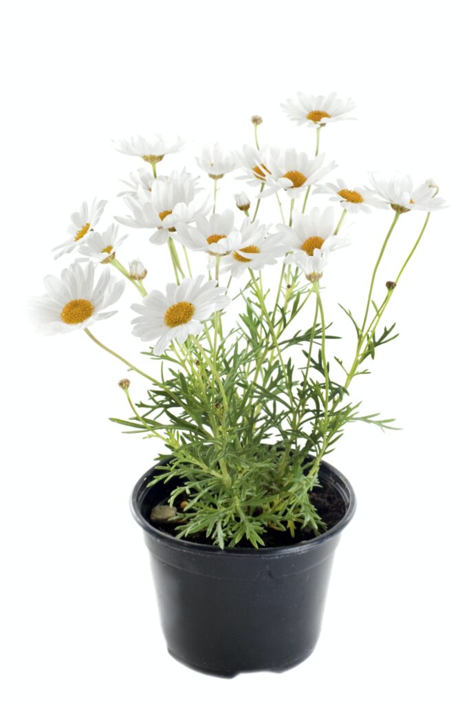 Gefleckter Hundskamille (Anthemis punctata)