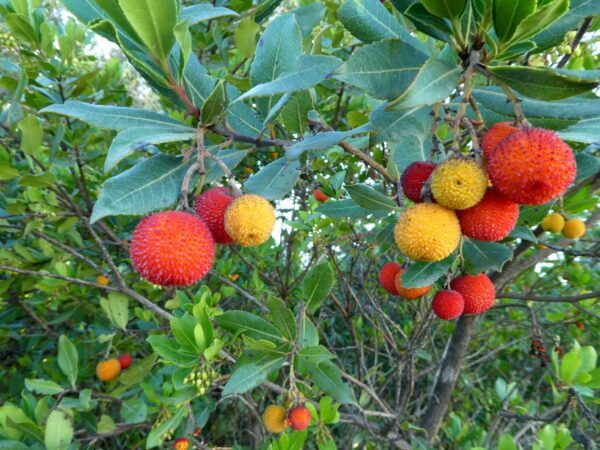 Erdbeerbaum (Arbutus unedo) mit orangeroten Früchten und dunkelgrünen, ledrigen Blättern