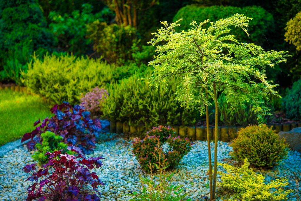 Blausterne im Steingarten