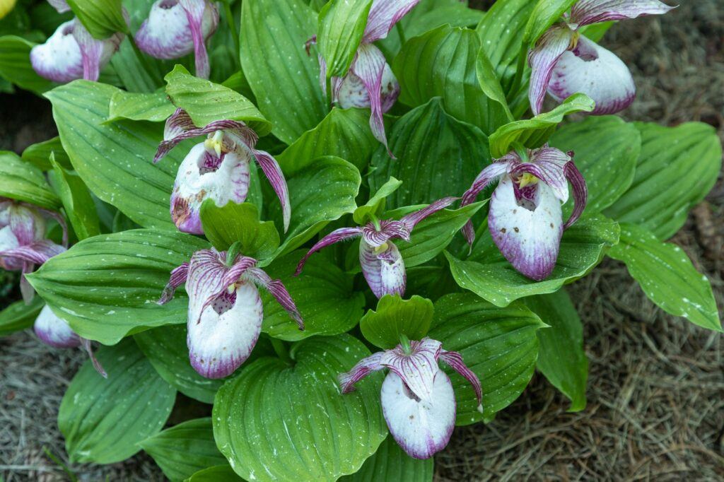 Frauenschuh - Zierhybride mit violetten Blüten
