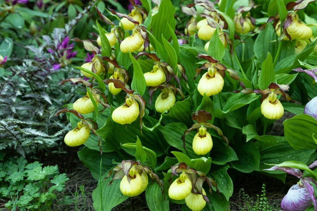 Frauenschuh (Cypripedium calceolus)
