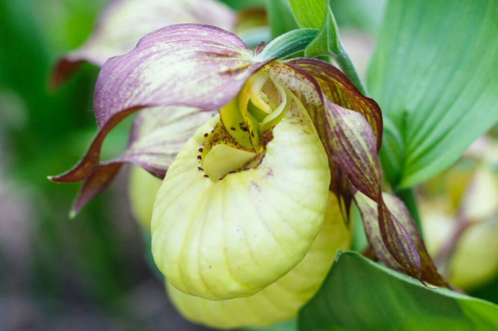 Frauenschuh (Cypripedium)