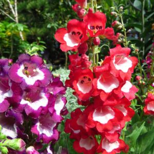 Bartfaden – großblütige Gartensorten in Rot und Violett