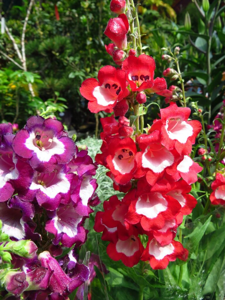 Penstemon - großblütige Gartenkultivar