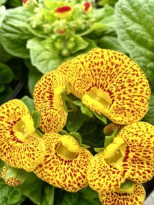 Klassische Blüte des ganzblättrigen Pantoffelblümchens