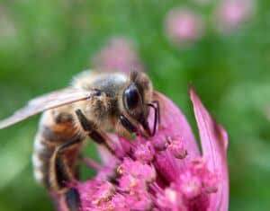 Biene bestäubt eine Sterndoldenblüte