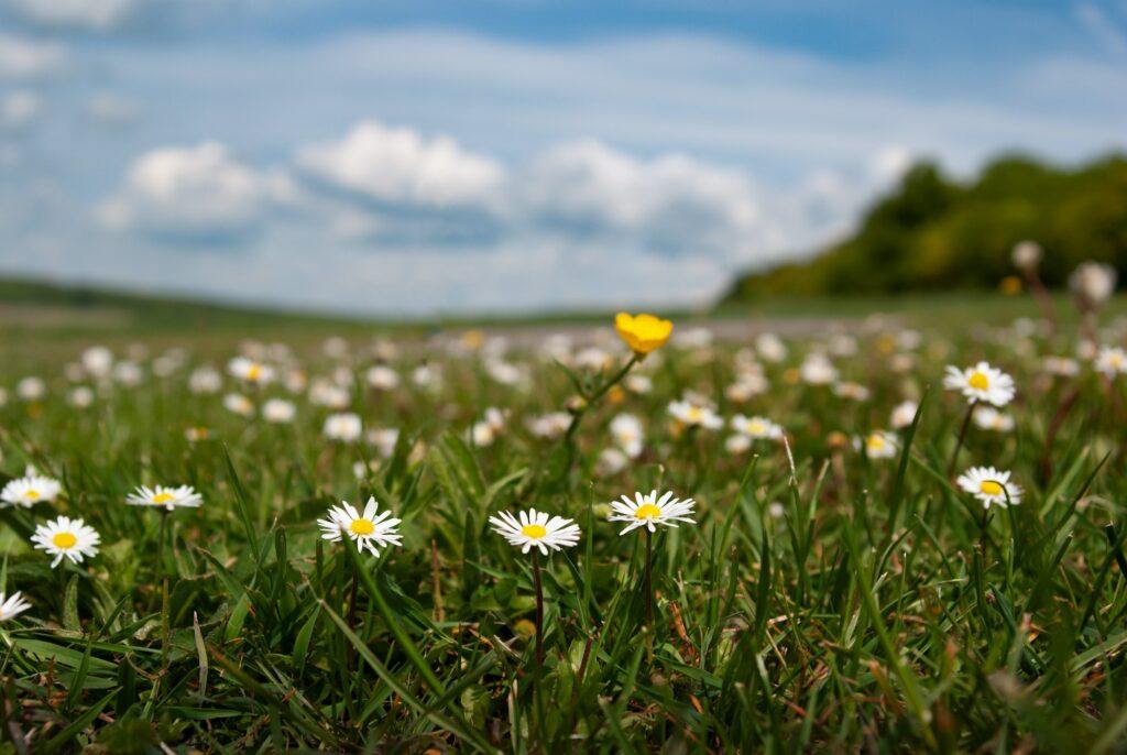 Gänseblümchen auf der Wiese