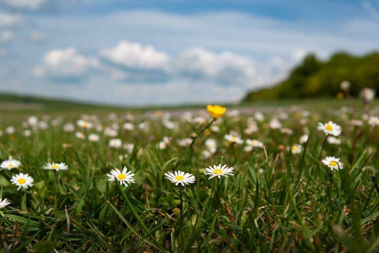 Wiese übersät mit blühenden gewöhnlichen Gänseblümchen