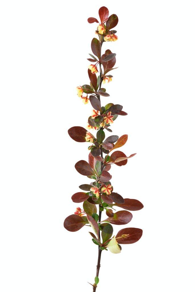Berberitze - Berberis vulgaris