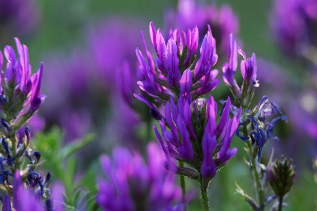 Esparsetten-Tragant (Astragalus onobrychis)