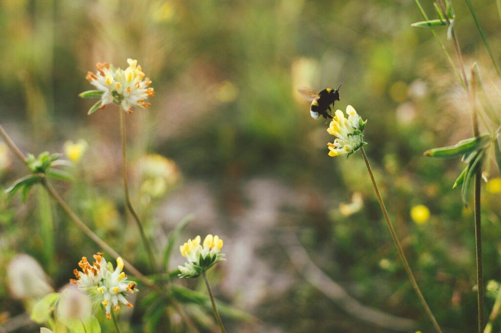 Hummel fliegt zu einer gelben Wildblume auf einer Sommerwiese. Bestäubung und Sammeln von Honignektar