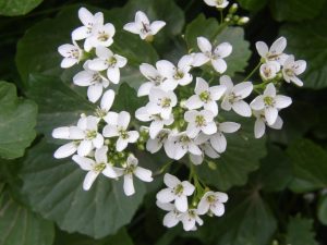 Haselwurzblättriges Schaumkraut (Cardamine asarifolia) mit weißen Blüten über rundlichen Blättern
