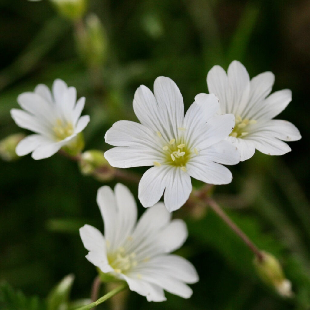 Acker-Hornkraut (Cerastium arvense)​
