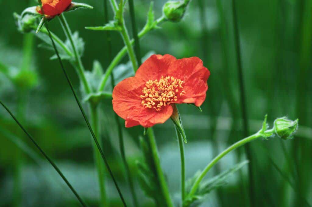Scharlach-Nelkenwurz (Geum coccineum)