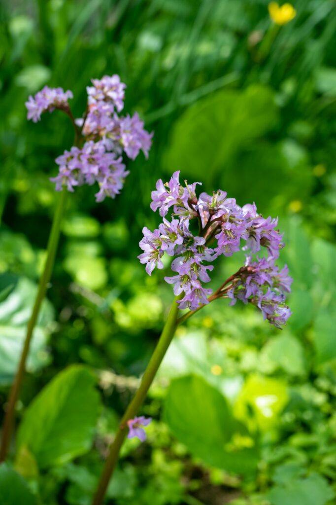 Dickblättrige Bergenie (Bergenia crassifolia)