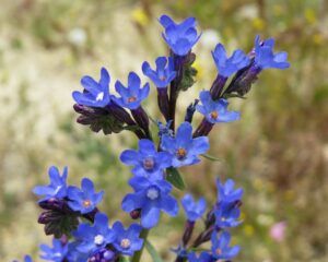 Gemeine Ochsenzunge (Anchusa officinalis)
