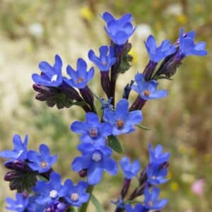 Gemeine Ochsenzunge (Anchusa officinalis)