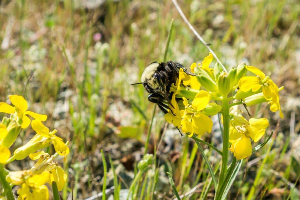 Hederich zieht Insekten an