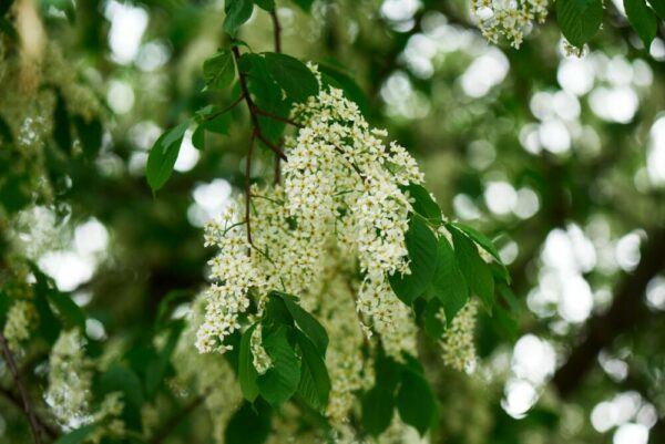 Blühende Gewöhnliche Traubenkirsche (Prunus padus) mit weißen, traubigen Blütenständen