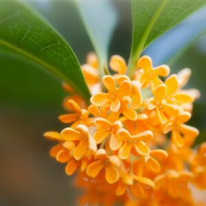 Osmanthus fragrans – Blüten in Nahaufnahme