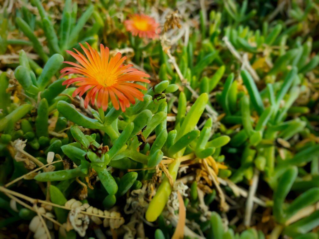 Tagetes mit orangefarbenen Blüten