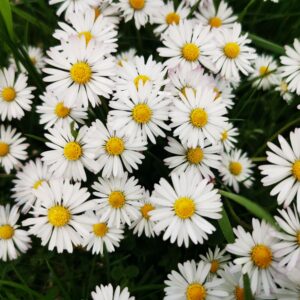 Kleine weiße Blüten mit gelber Mitte im Gras