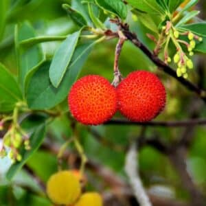 Zwei reife, leuchtend rote und warzige Früchte des Erdbeerbaums am Zweig, daneben grünliche Blütenknospen und orange unreife Früchte