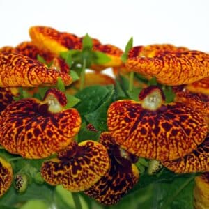 Gelb-rot gefleckte Blüten einer gekreuzten Pantoffelblume vor weißem Hintergrund