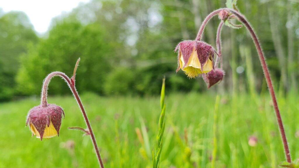 Bachnelkenwurz (Geum rivale)