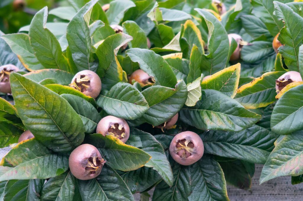Mispel (Mespilus germanica)