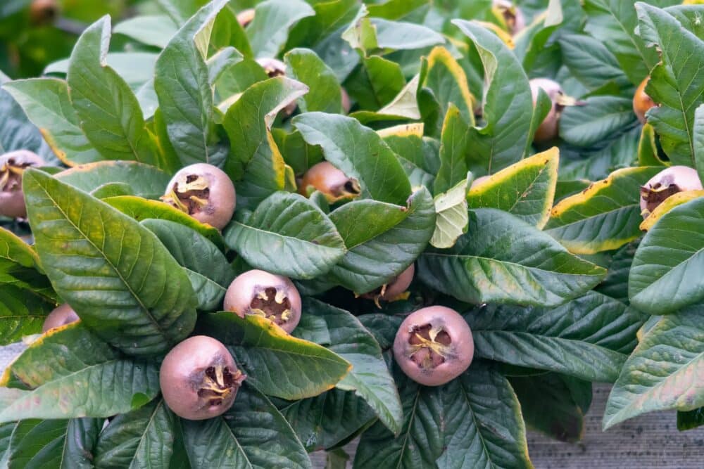 Mispel (Mespilus germanica)