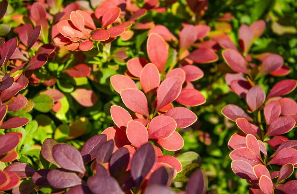 Berberitze - Berberis