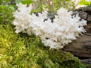 Igelstachelbart (Hericium) - Pilz