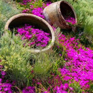 Pink blühende Mittagsblumen in liegenden Terrakotta-Gefäßen und als Bodendecker im Garten