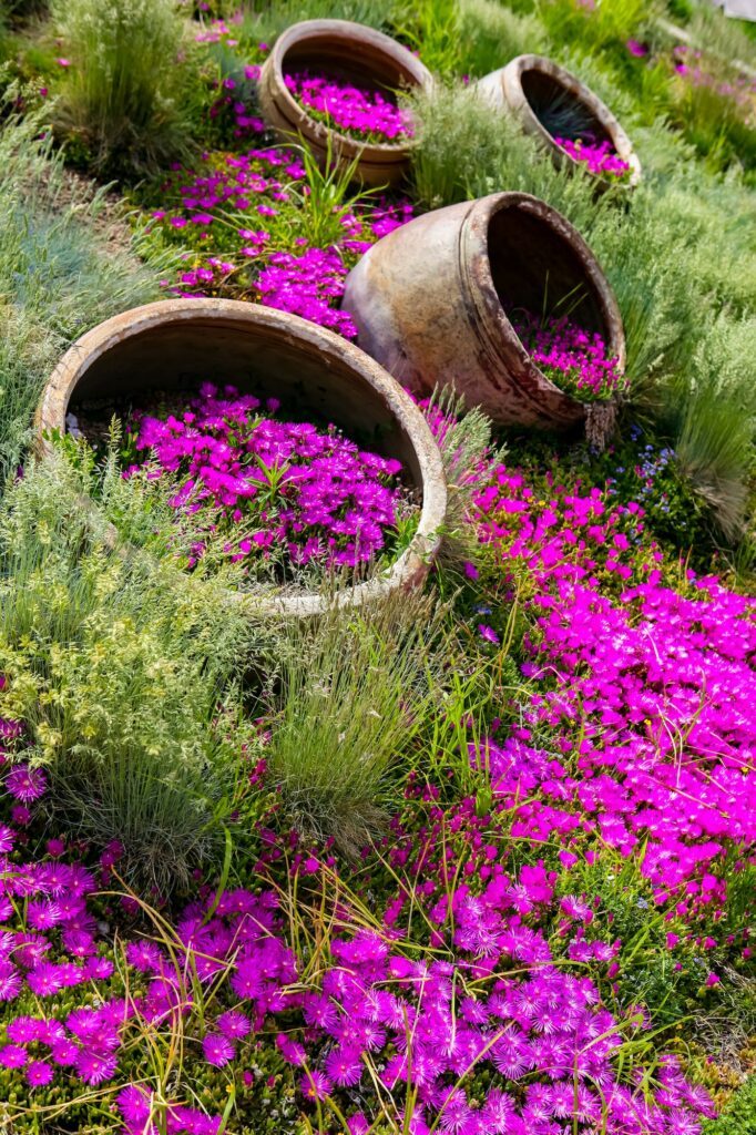 Mittagsblume (Delosperma) - interessante Anbaumethode in Behältern