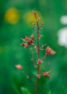 Weißer Diptam (Dictamnus albus var. Purpureus)