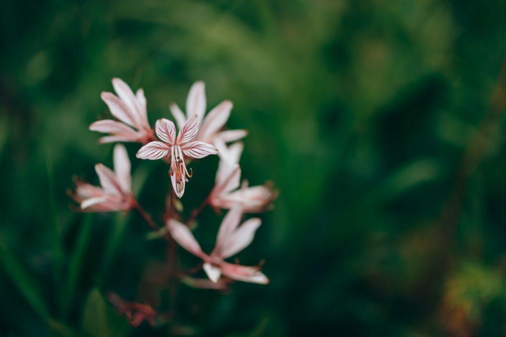 Weißer Diptam (Dictamnus albus) - Blüten