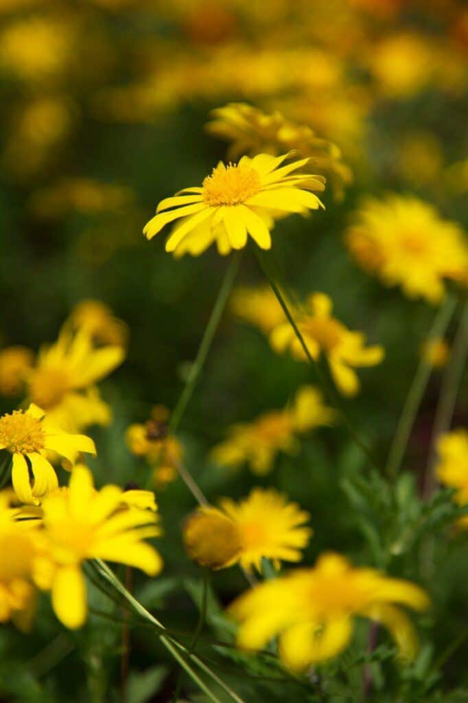 Kaukasus-Gemswurz (Doronicum orientale)