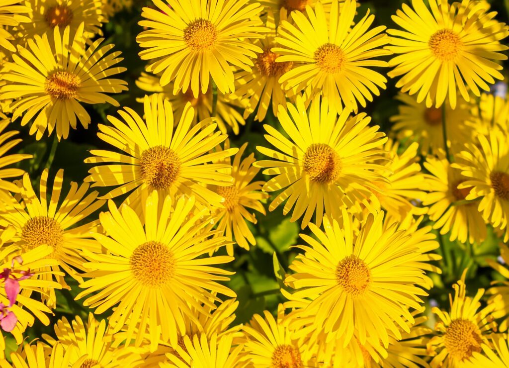 Östlicher Gämskohl - eine Flut von Blüten im Frühling