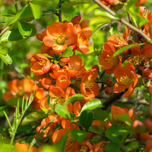 Chaenomeles × superba
