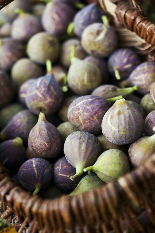 Frisch geerntete violette Feigen in einem Weidenkorb
