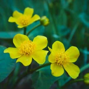 Sumpfdotterblume (Caltha)