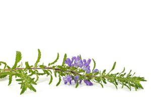 Moldauischer Drachenkopf (Dracocephalum moldavica)