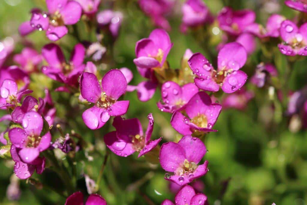 Wimpern-Gänsekresse (Arabis blepharophylla)