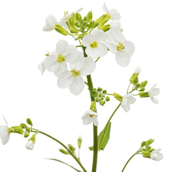 Gänsekresse (Arabis procurrens)