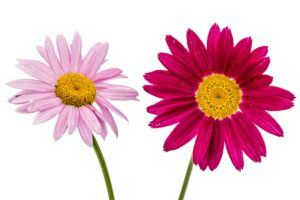 Niederliegender Erdrauch - Blüten
