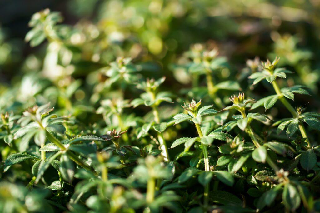 Klebkraut (Galium aparine)