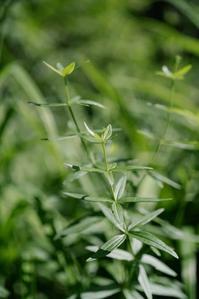 Nordisches Labkraut (Galium boreale)